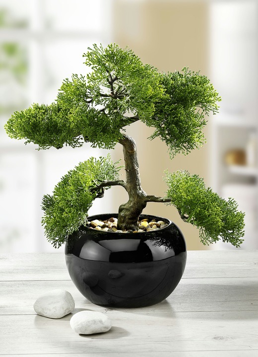 Zypressen-Bonsai im Topf - Kunst- & Textilpflanzen | BADER